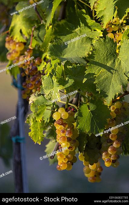 Grapes yellow muscat near Hercegkut, Tokaj region, Hungary