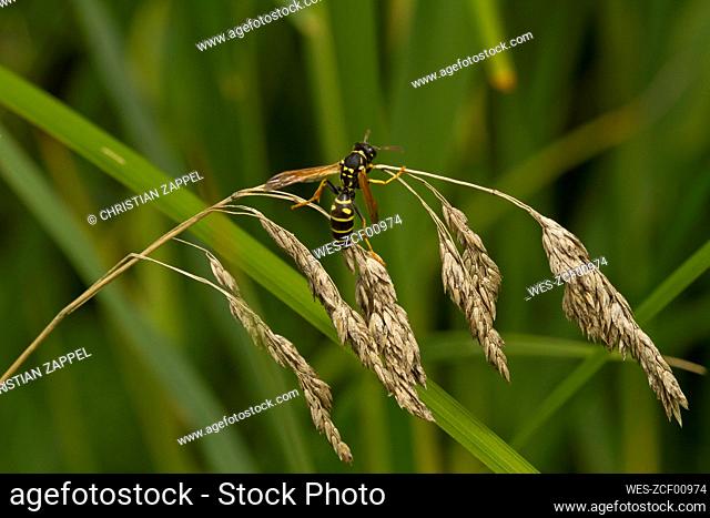 Germany, Close-up of potter wasp (Ancistrocerus parietum) perching on blade of grass