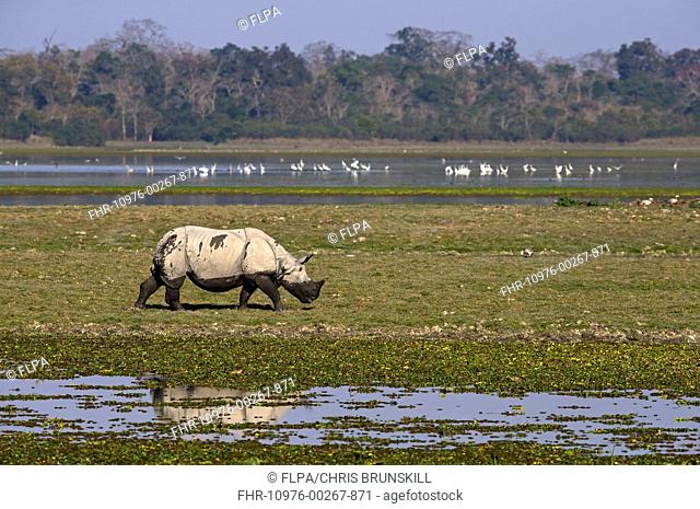 Indian Rhinoceros (Rhinoceros unicornis) adult, walking in wetland habitat, Kaziranga N.P., Assam, India, January