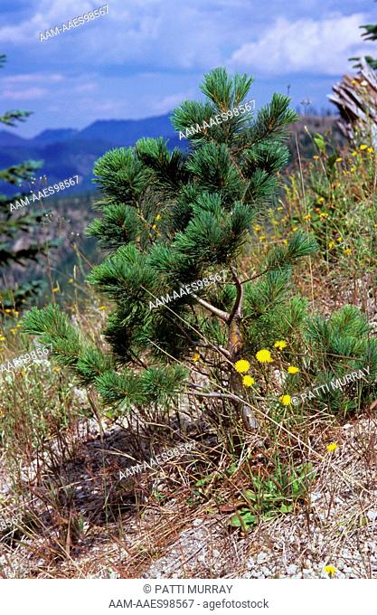 Ponderosa Pine Seedling (Pinus ponderosa) regenerating Blast Area, July 2009 Mount St. Helen's NVM, Washington