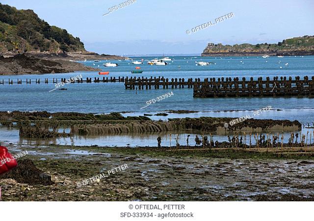 Oyster beds near Ebbe in Cancale Brittany