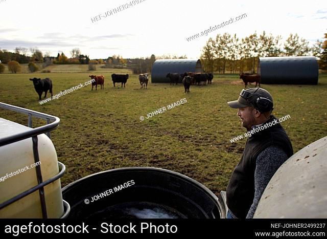 Farmer pouring water for cattle