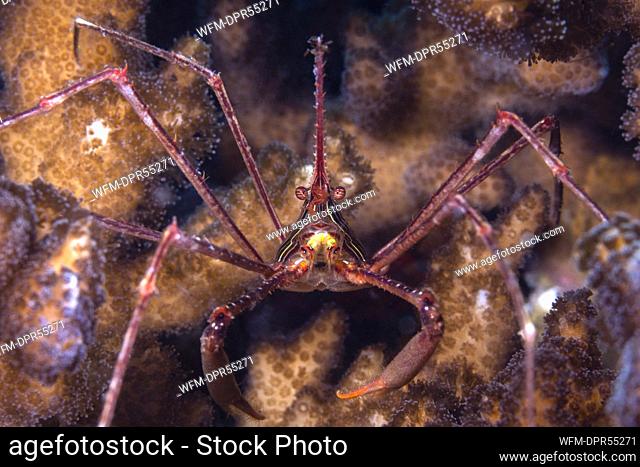 Panamic Arrow Crab, Stenorhynchus debilis, La Paz, Baja California Sur, Mexico