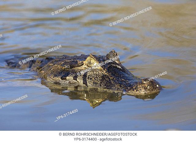 Yacare caiman (Caiman yacare), adult swimming in river, Rio Claro, Pantanal, Mato Grosso, Brazil