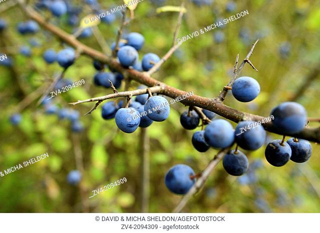 Close-up of the fruits from a blackthorn or sloe (Prunus spinosa)