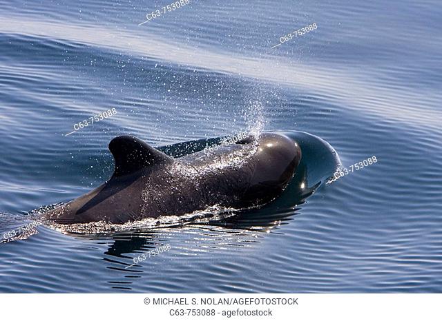 A pod of 40 to 50 short-finned pilot whales (Globicephala macrorhynchus) encountered SW of Isla San Pedro Martir in the midriff region of the Gulf of California...