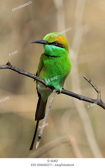 The Green Bee-eater, Merops orientalis, (sometimes Little Green Bee-eater) is a near passerine bird in the bee-eater family