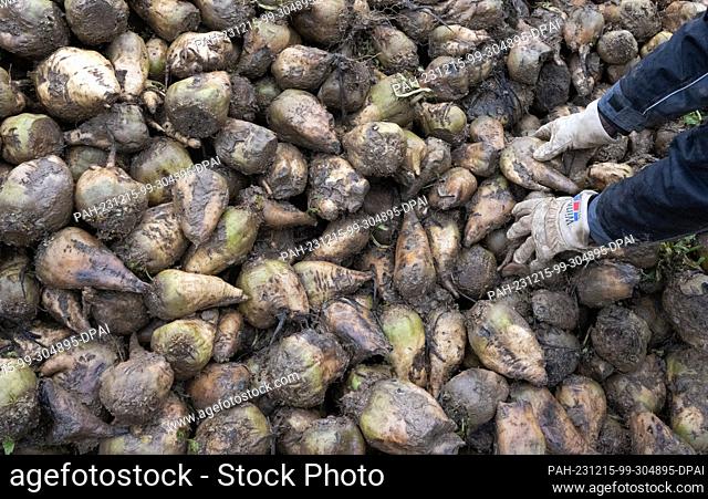 PRODUCTION - 13 December 2023, Baden-Württemberg, Hemmingen: A farmer stands in front of a pile of sugar beet. Photo: Marijan Murat/dpa