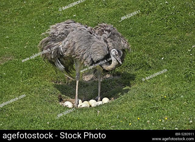 American greater rhea (rhea americana), female on nest, with eggs