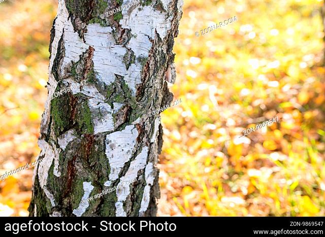 trunk birch in autumn scenery - shallow depth of field