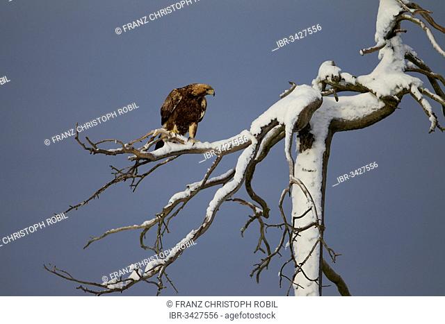 Golden Eagle (Aquila chrysaetos) perched on a snow-covered tree