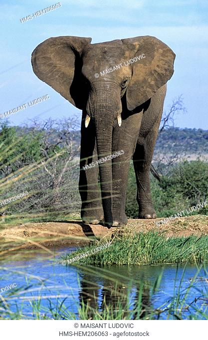 Zimbabwe, Matabeleland North province, Victoria Falls, Elephant Camp, elephant