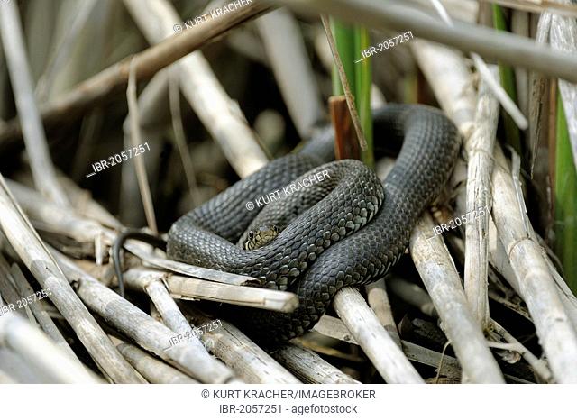 grass snake (Natrix natrix), feigning death, playing dead, Germany, Bavaria  Stock Photo - Alamy