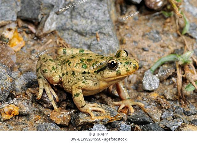 parsley frog, common parsley frog, mud-diver, spotted mud frog Pelodytes punctatus, at shore, Spain, Murcia