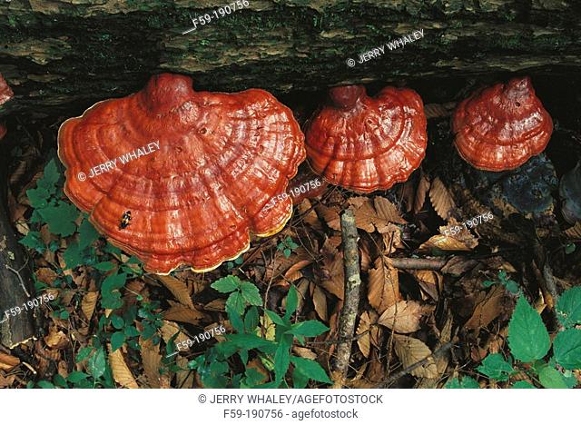 Reishi mushrooms (Ganoderma lucidum)