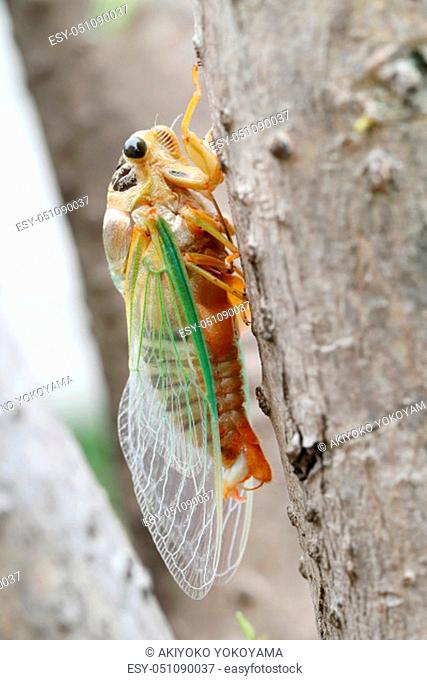 Macro image of a newly cicada molting process