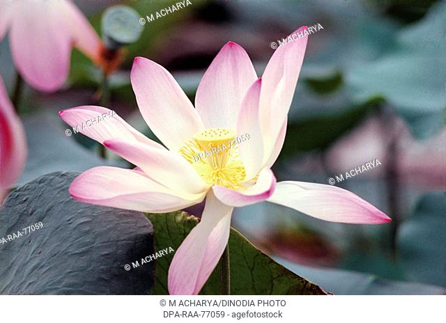 One delicate pink color lotus flower in a pond