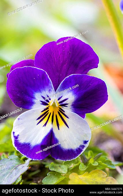 Pansy, flower, closeup