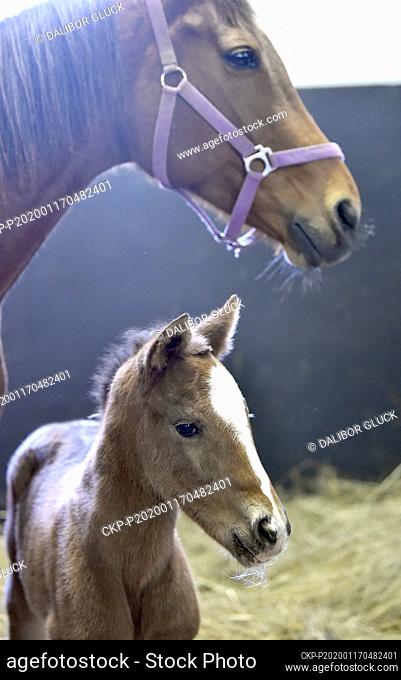 The first foal of the year 2020 was recently born to Thoroughbred mare Dally Hit in Napajedla Stud farm in Zlin Region, Czech Republic, on January 16