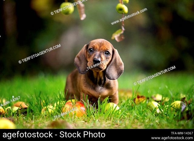 dachshund puppy under apple tree