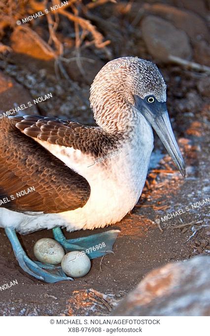 Blue-footed booby Sula nebouxii adult on eggs in the Galapagos Island Group, Ecuador  MORE INFO: The Galapagos are a nesting and breeding area for blue-footed...