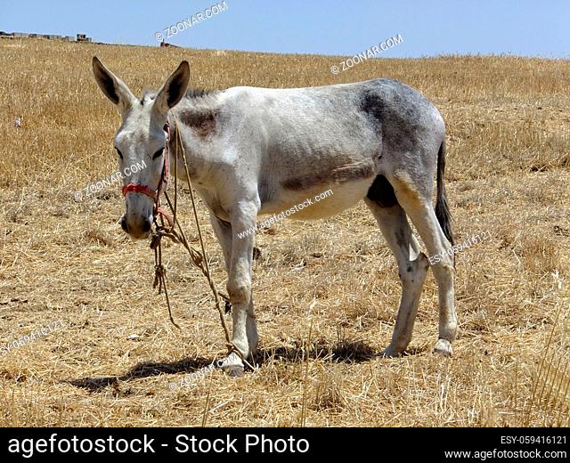 Typischer magerer Esel in der Hitze der Extremadura in Spanien