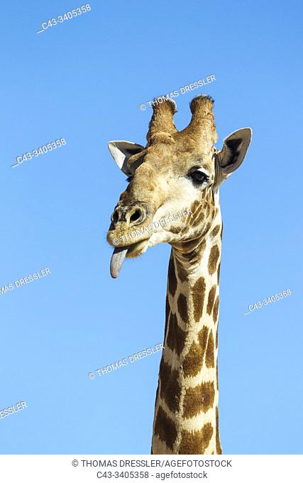 Southern Giraffe (Giraffa giraffa). Male sticking out his tongue. Kalahari Desert, Kgalagadi Transfrontier Park, South Africa