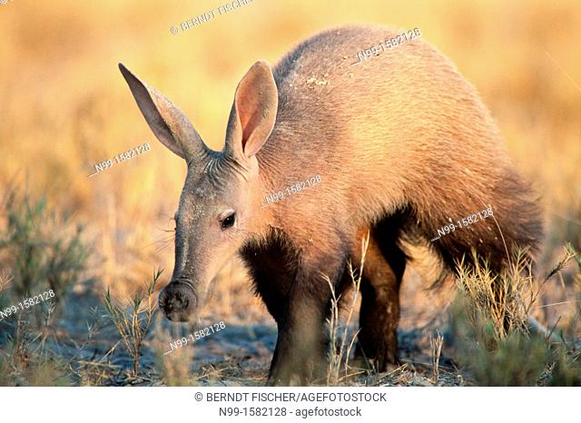 Aardvark Orycteropus afer, stalking through dry grassland, National Park Etosha, Namibia