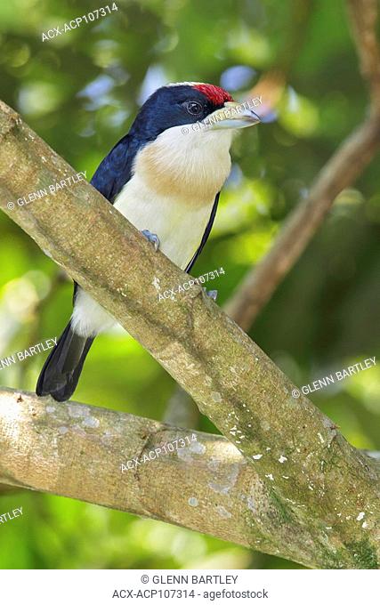 White-mantled Barbet (Capito hypoleucus) perched on a branch in the mountains of Colombia, South America