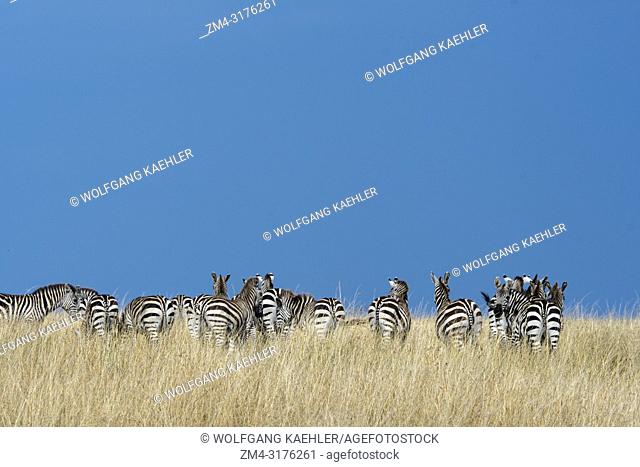 Plains zebras (Equus quagga, formerly Equus burchellii) also known as the common zebra or Burchell's zebra walking through the grassland under dark rain clouds...