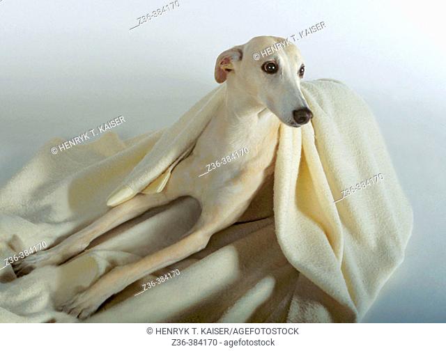 Polish Hound with blanket
