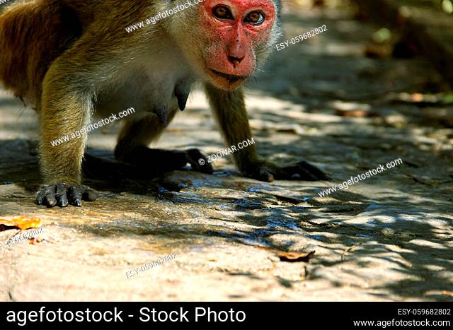 Watering. Toque macaque (Macaca sinica) (feeding female) tries to lick the water oozing on the road stones, It is Sri Lanka endemic. Close-up portrait