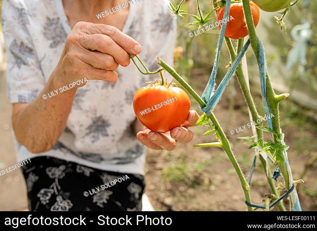 Senior woman with tomatoes in greenhouse