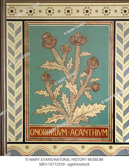One of the 36 decorative panels depicting flora that form the ceiling of the North Hall at the Natural History Museum, London
