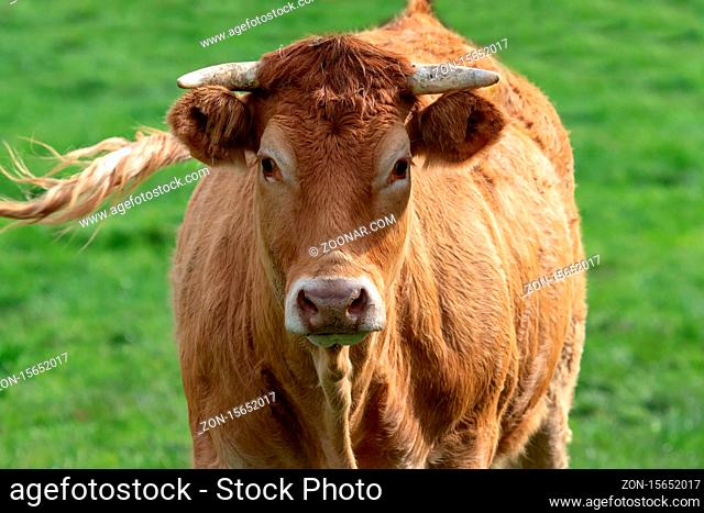 eine Kuh auf der Wiese auf Texel