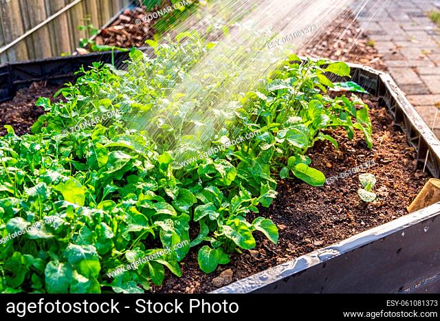 Watering rucola plants in vegetable raised bed. Irrigation of vegetable and plants