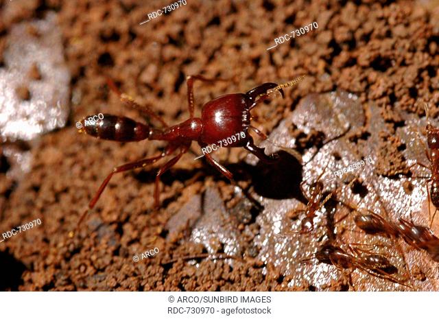 Safari Ant Soldier