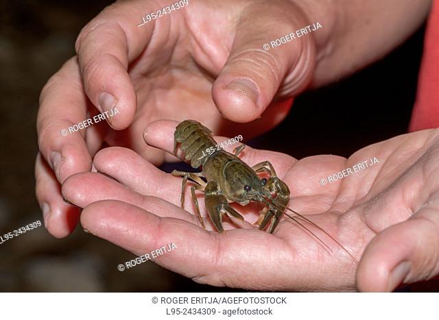 Crayfish Procambarus clarkii captured in a Spanish creek where it is an invasive species severly harming local vicariant species