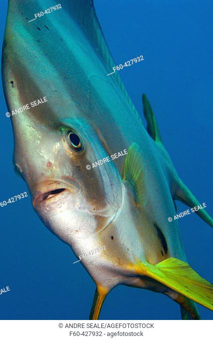 Longfin spadefish, Platax teira, Dauin, Dumaguete, Negros Island, Philippines