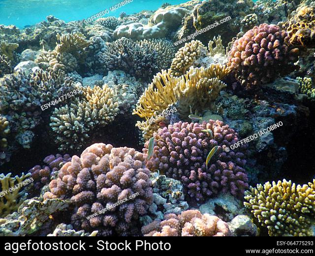 Red Sea wonderful underwater view of the coral reef and its life in its magnificent colors