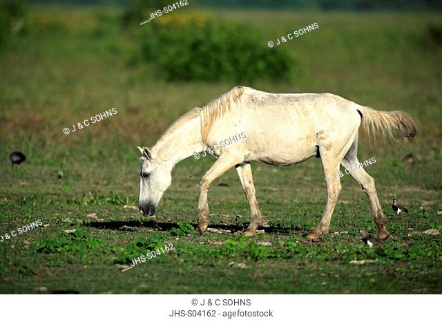 Pantaneiro Horse, Pantanal, Brazil, adult, feeding on grass