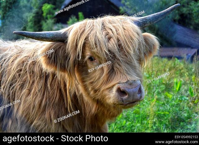 junges Rind der Viehrasse schottische Hochlandrinder