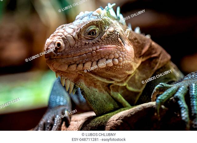 Lesser Antillean iguana, a critically endangered large arboreal lizard