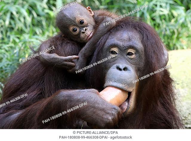 08 August 2018, Germany, Rostock: Orangutan female Dinda with her daughter Lintang (born 25.02.2018) eats an ""ice bomb"" of frozen applesauce