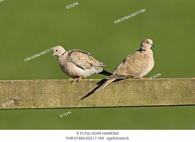 Eurasian Collared Dove Streptopelia decaocto adult pair, sitting on farmland fence, England, march