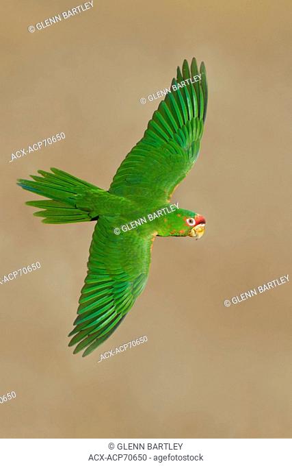 Mitred Parakeet (Aratinga mitrata) in flight in Bolivia, South America