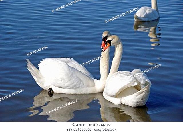 Pair swans