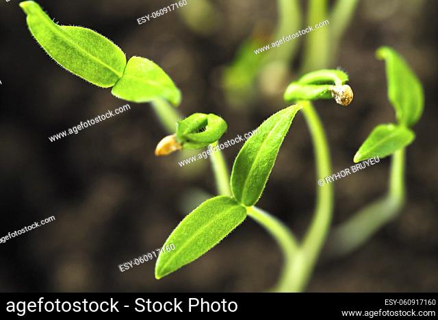 Green Sprout Growing From Seed Isolate On White Background. Spring Symbol, Concept Of New Life
