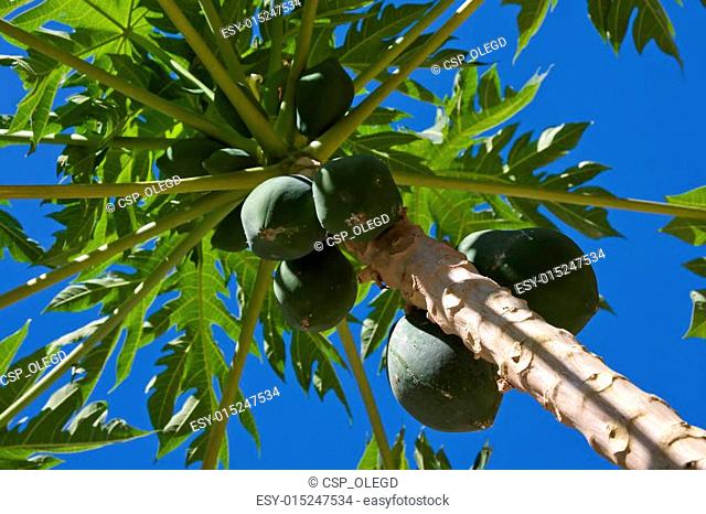 Papaya Plantation (page 6) - Only Creative Stock Images, Photos & Vectors |  agefotostock