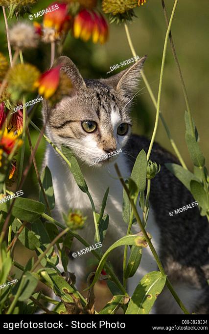 France, Alsace, Bas-Rhin, Young domestic cat in a garden